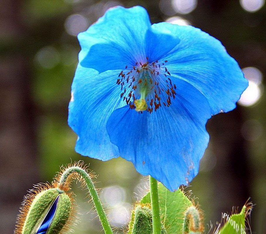  p>蓝花绿绒蒿,一年生或多年生 a target="_blank" href="/item/草本