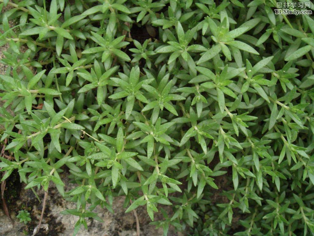  p>地盆草产自云南宾川,大姚,富民,昆明等地.