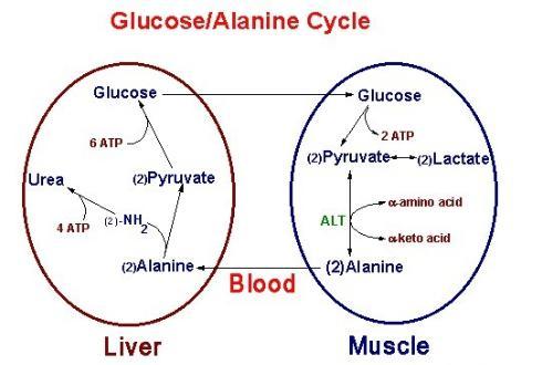  p>谷丙转氨酶(glutamic pyruvic transaminase,gpt 又称alt),谷草