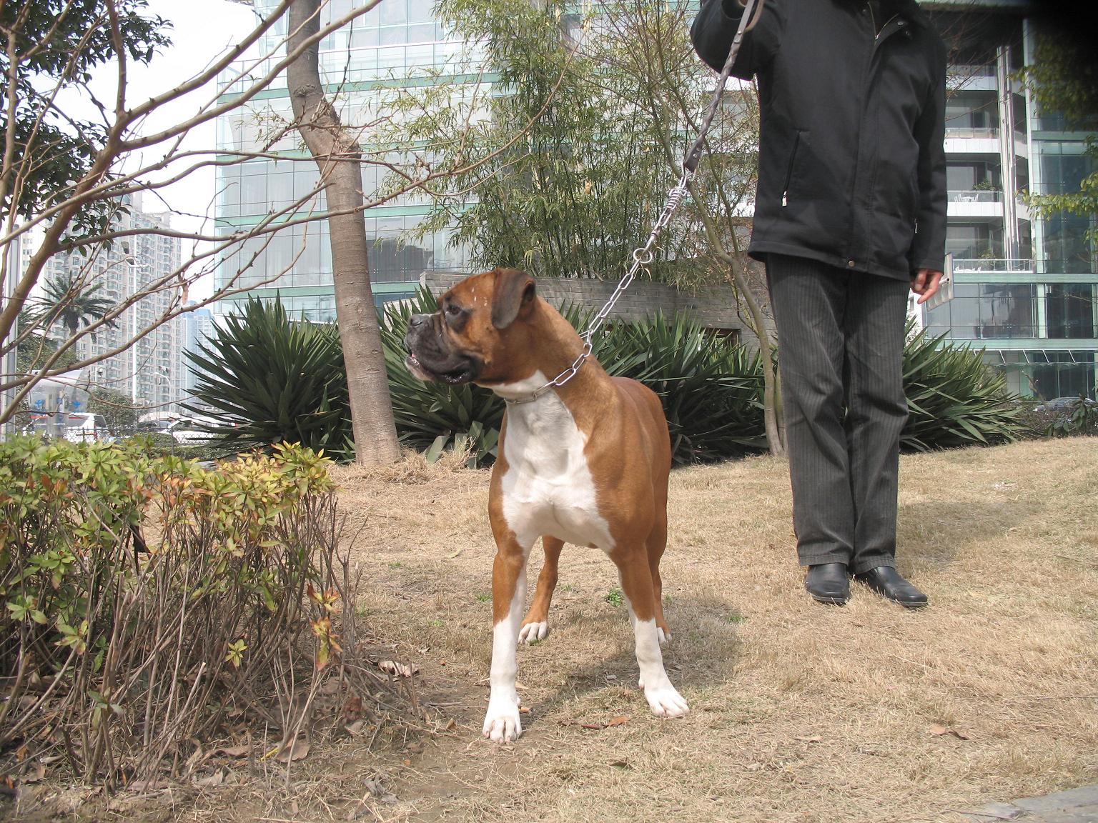  p data-id="gnrxtnulq9">拳师犬,原产地德国,体形外貌漂亮强健.