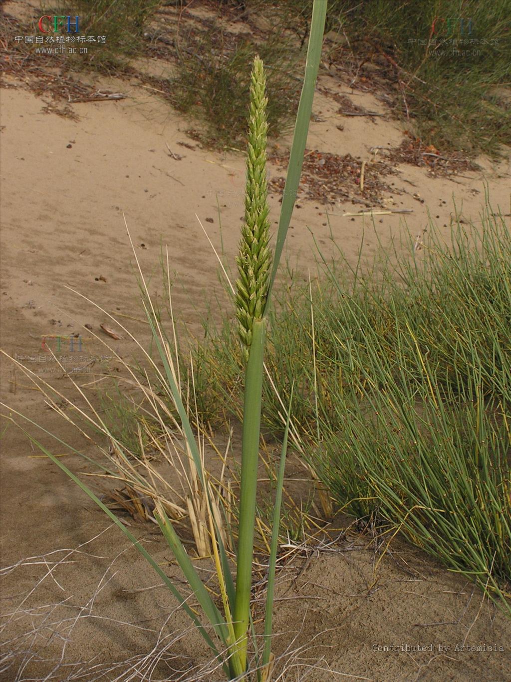  p>赖草属是被子植物门小麦族下的一个属,约30余种,分布于北半球温寒