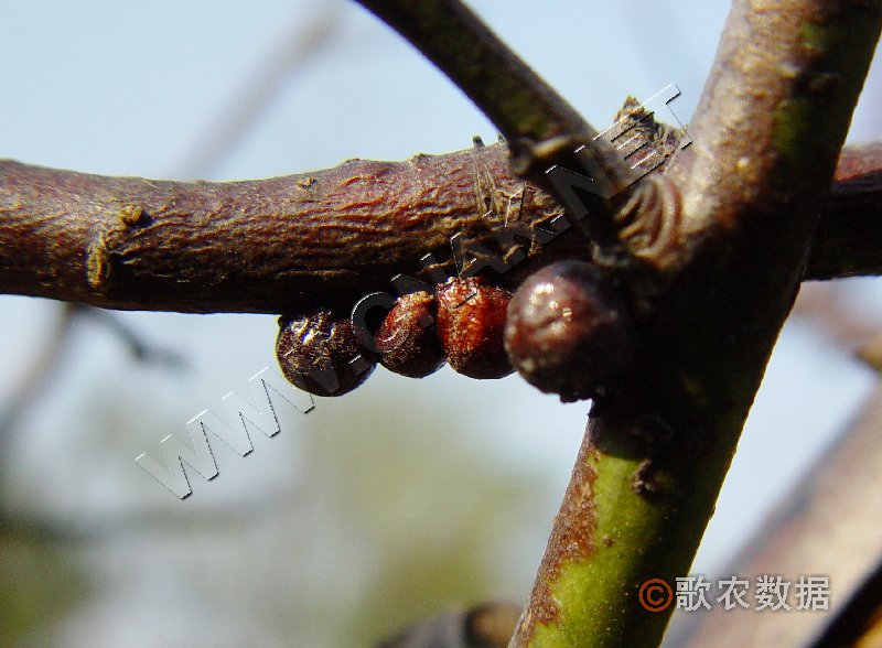  p>朝鲜球坚蜡蚧( i>didesmococcus koreanus /i>&nbsp;borch