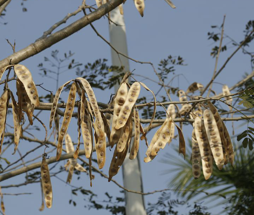 是豆科合欢属的植物,落叶乔木,高10-25米,无刺;小枝略被短柔毛或近