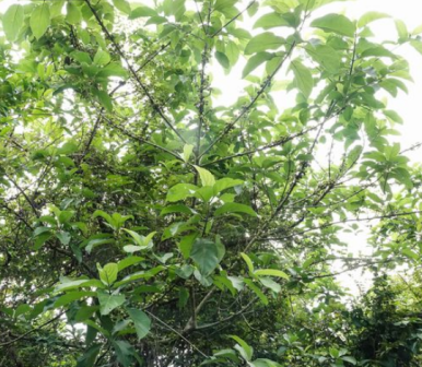 对叶榕（桑科榕属植物）_百度百科