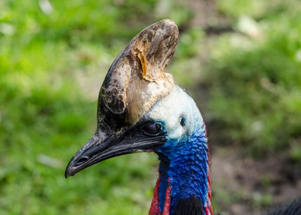  p>单垂鹤鸵(学名: i>casuarius unappendiculatus /i>):是 a>鹤鸵科 