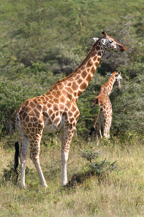 giraffa camelopardalis rothschildi