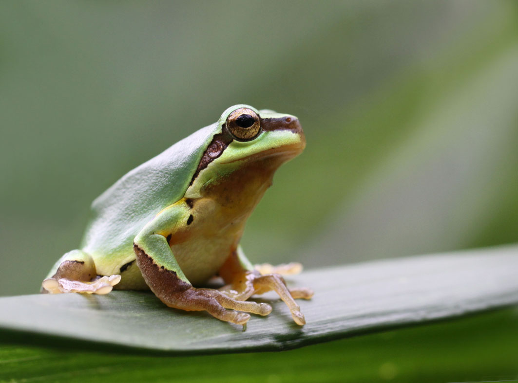  p>雨蛙科(hylidae):无尾目的一科.