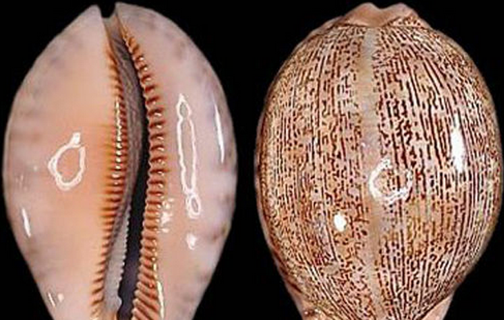  p>吉布宝螺(学名:mauritia arabica gibba)是 a