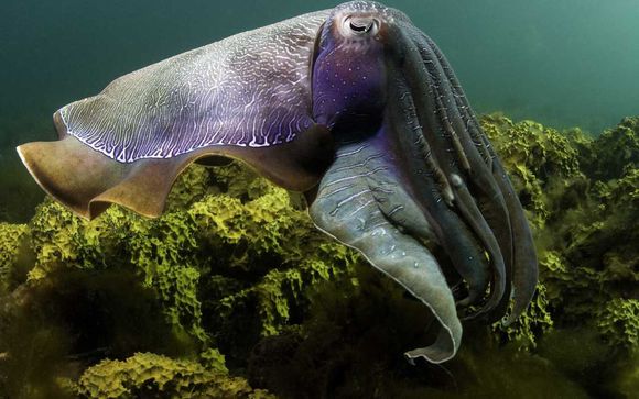 是软体动物,也是世界上约100种墨鱼中最大的一种墨鱼