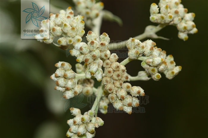 黄腺香青绒毛变种