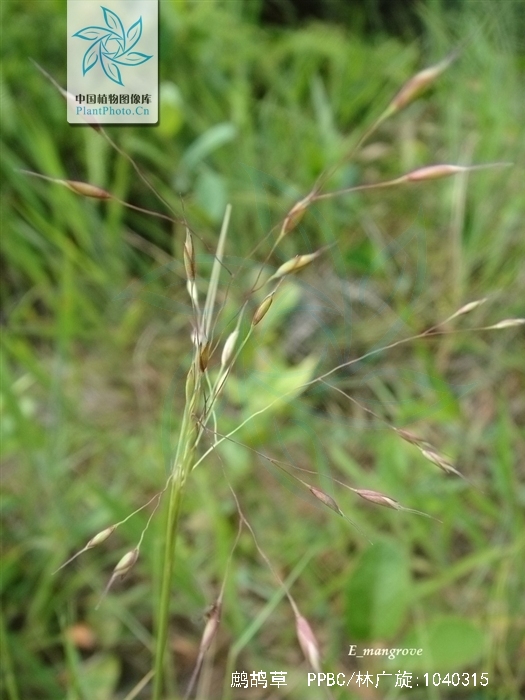  p>鹧鸪草(拉丁学名: i>eriachne pallescens  /i>r. br.