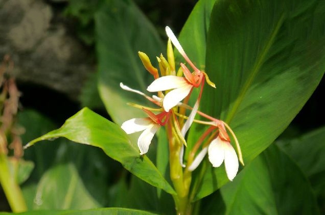 是姜科,姜花属陆生或附生 a target="_blank"