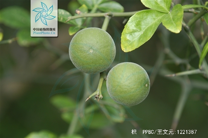  p>枳(学名: i>poncirus trifoliata  /i>(l.
