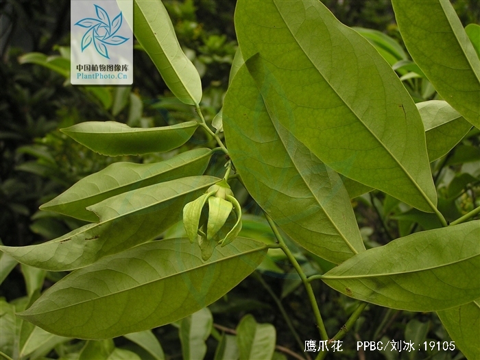 鹰爪花的繁殖方法