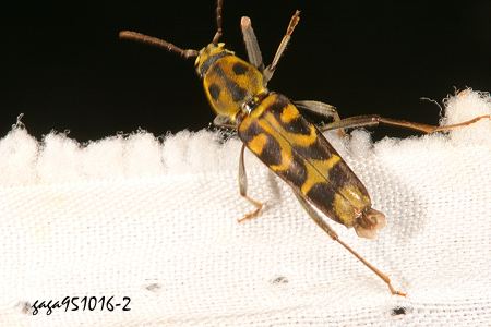 雄虫触角较体长略长,雌虫触角较体长的短. /p>