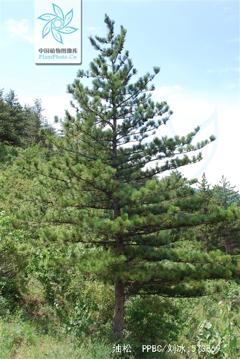  p>油松(学名: i>pinus tabuliformis /i> carr.