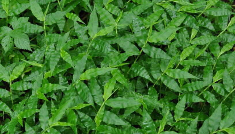 是禾本科,求米草属植物,多年生草本.