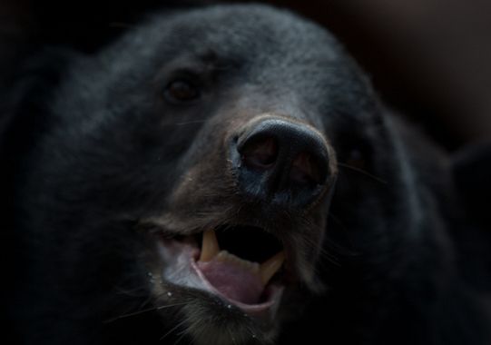 台湾黑熊
