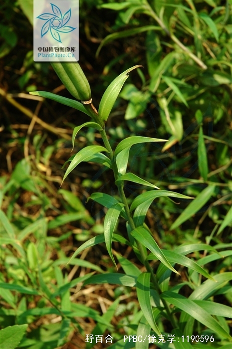  p>野百合(学名: i>lilium brownii /i>  f.e.br.