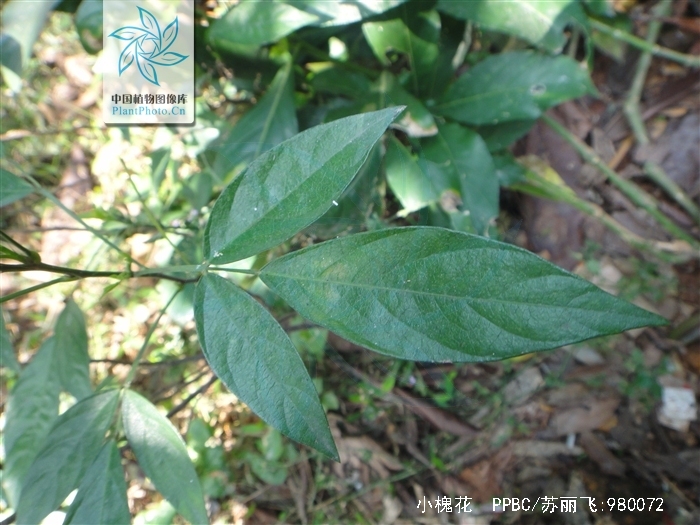  p>小槐花(学名: i>ohwia caudata /i>),别名:锐叶小槐花,茉草,抹草