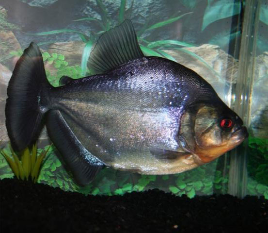  p>扁锯脂鲤(serrasalmus compressus)又称扁黑食人鱼,阿扁食人鱼,为