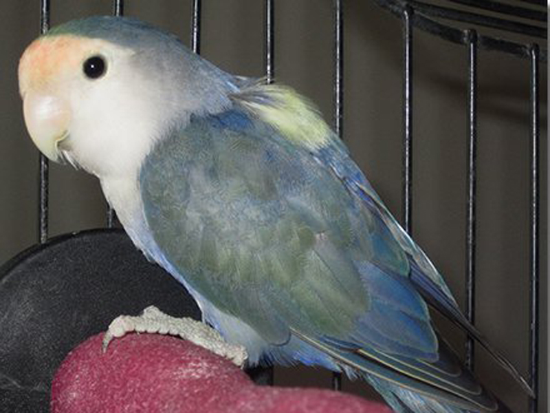  p>桃脸牡丹鹦鹉(学名: i>agapornis roseicollis /i>):体长一般在15