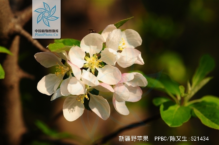 是蔷薇科,苹果属 a href="#" data-lemmaid="33239">乔木 /a>,高达