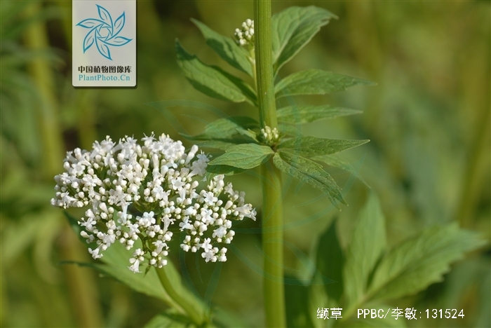  p>缬草(拉丁学名: i>valeriana officinalis /i> l.