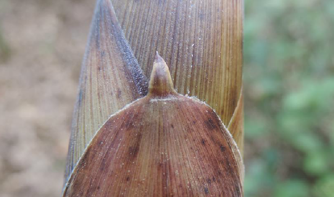  p>雷竹(学名: i>phyllostachys praecox /i> c. d. chu et c. s.
