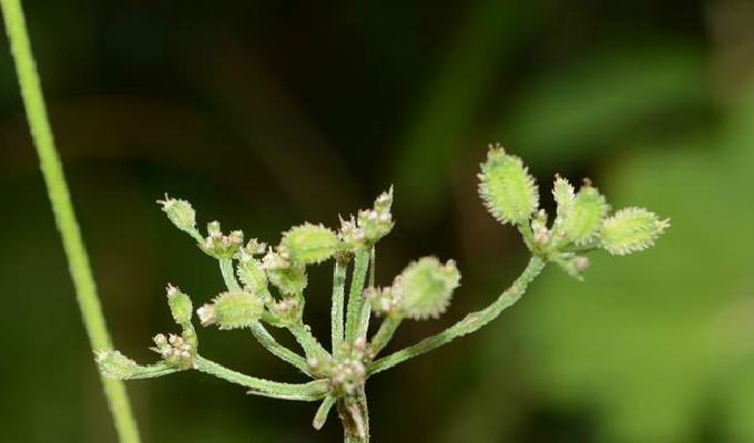  p>窃衣属(torilis adans.