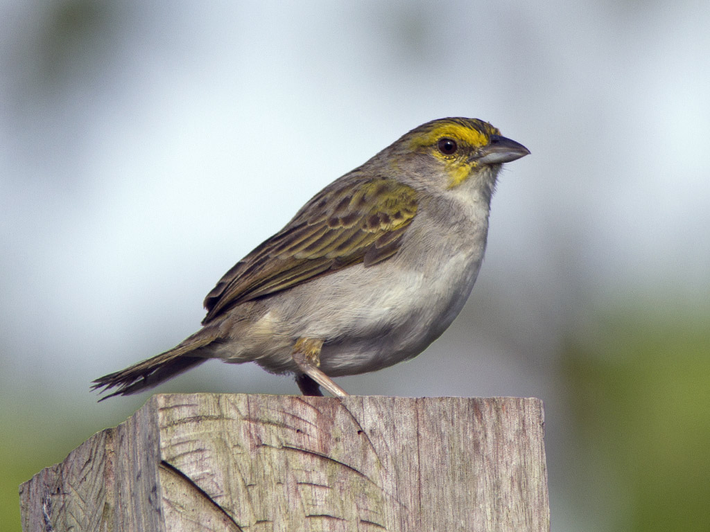 yellow-browed sparrow