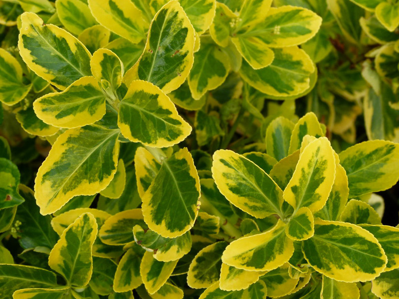  p data-id="ta9flyy66olp">冬青卫矛( i>euonymus japonicus /i>