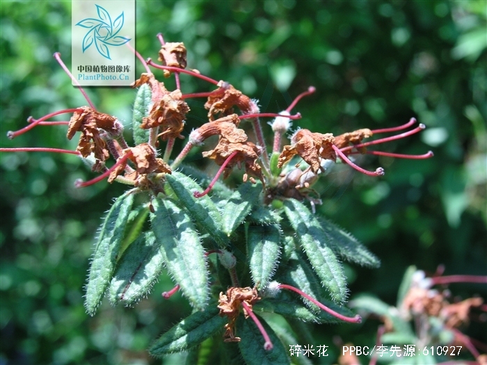  p>碎米花(学名: i>rhododendron spiciferum /i> franch.