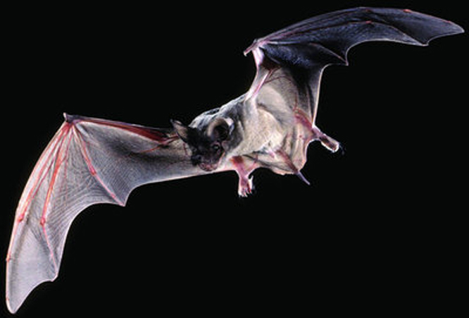  p>游离尾蝠是小蝙蝠亚目 a target="_blank" href="/item/犬吻蝠科