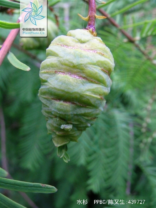  p>水杉(学名: i>metasequoia glyptostroboides /i> hu & w. c.
