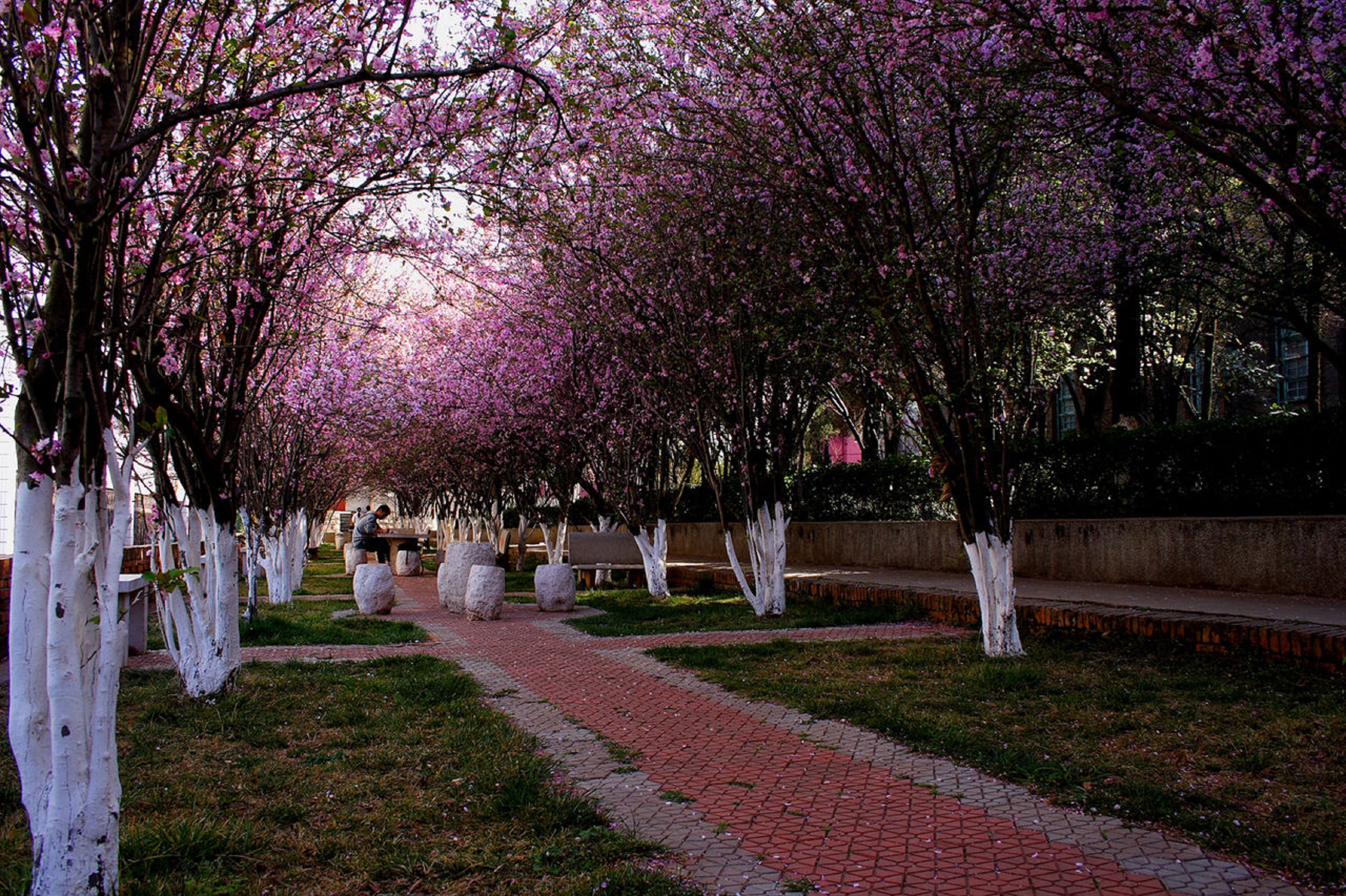  p>云南农业大学(yunnan agricultural university,yau),简称"云农大"