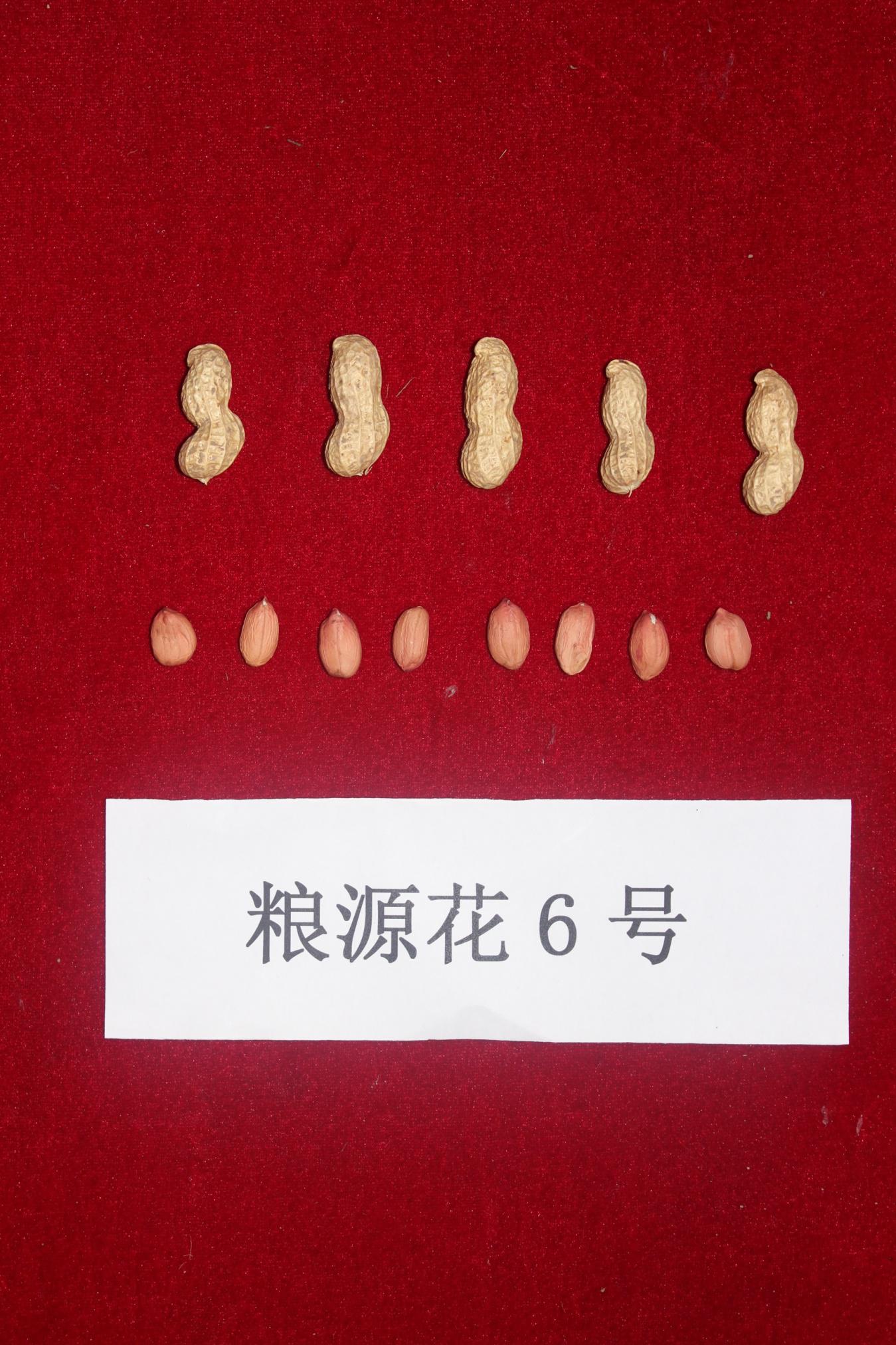  p>"粮源花6号"是河南省粮源农业发展有限公司选育的花生疏枝直立 a