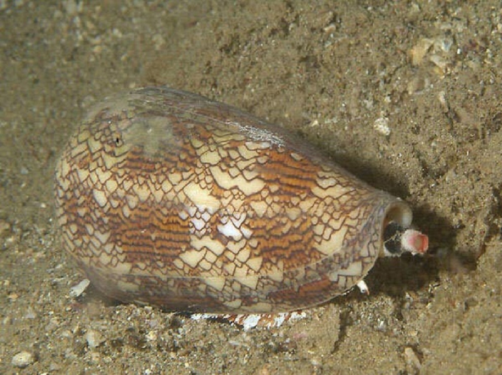  p>鸡心螺(cone snail)又叫"芋螺",主要生长于热带海域,一般多生活在