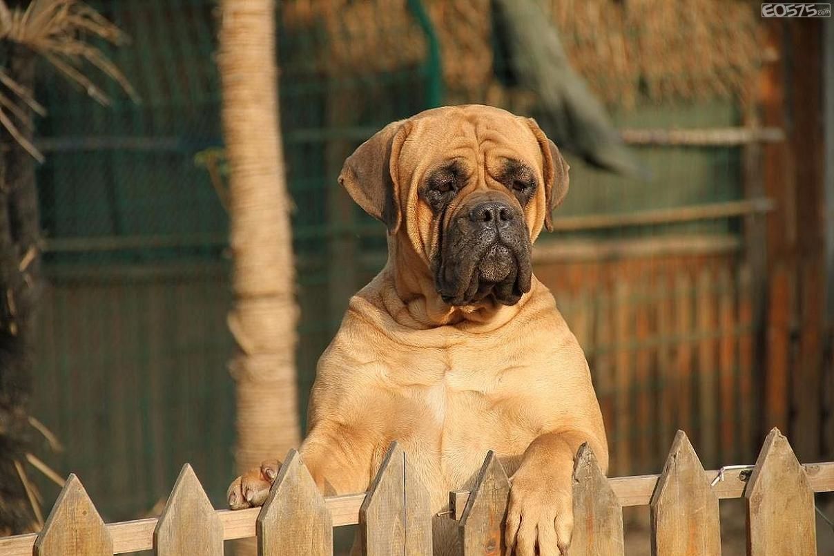 data-lemmaid="525312">斗牛獒犬 /a>原产于英国,是由斗牛犬和獒犬