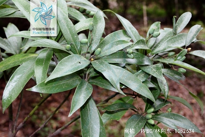  p>闽楠(拉丁学名: i>phoebe bournei /i> (hemsl.