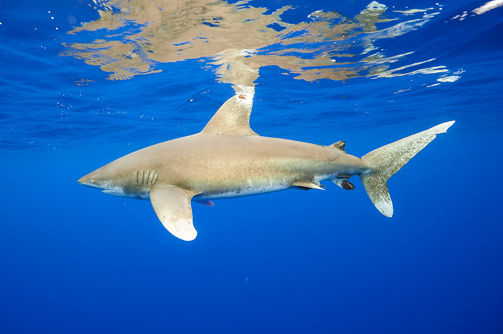 鲨(学名: i>carcharhinus longimanus /i>)是真鲨科,真鲨属的一种鲨鱼