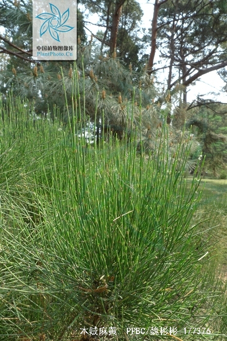 major /i> host)是麻黄科,麻黄属直立小灌木,高达可达1米,木质茎粗长