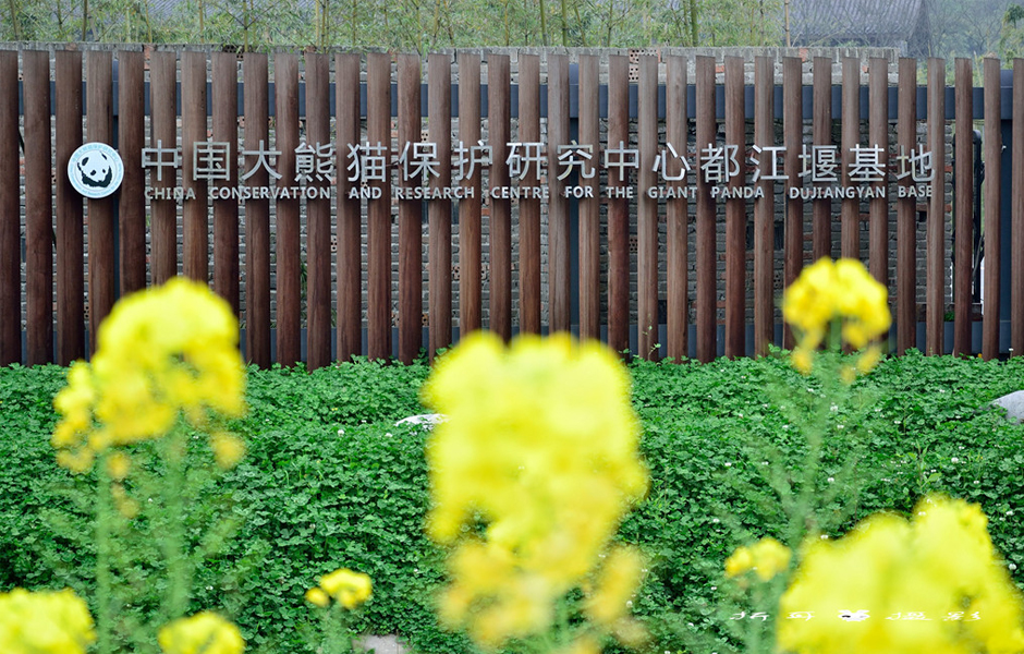 都江堰熊猫基地