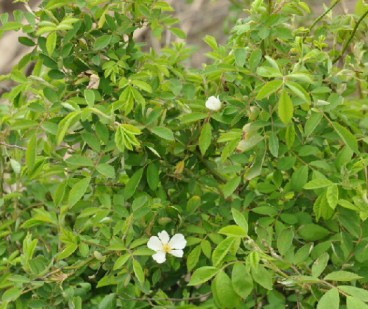 蔷薇叶 百度百科