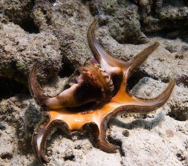  p>水字螺(学名: i>harpago chiragra chiragra /i>) a href="#" data