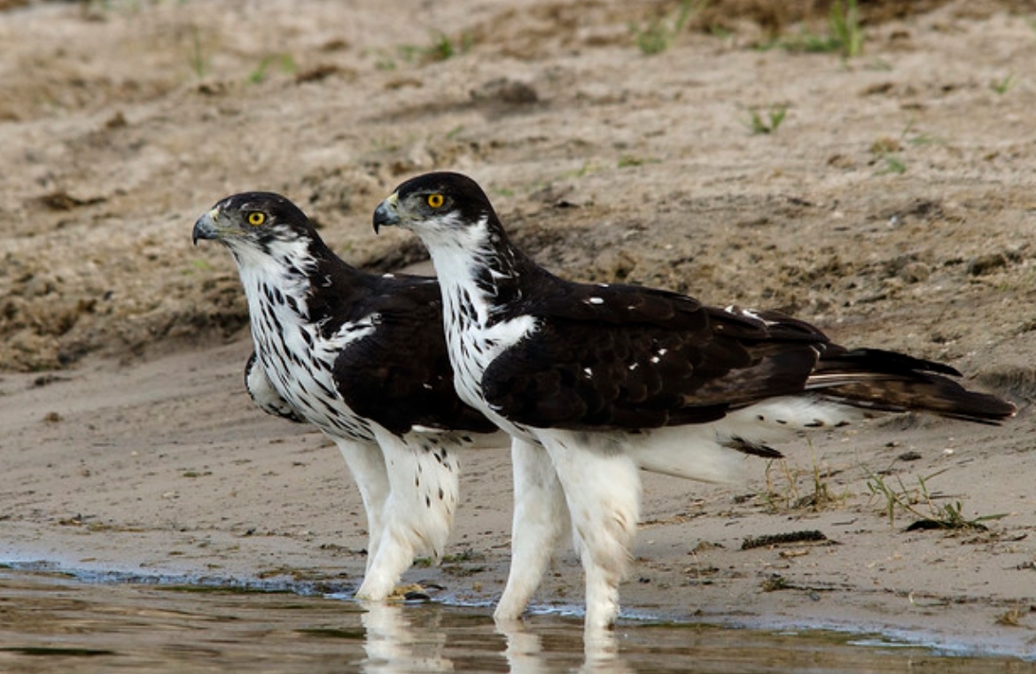  p>非洲雕(学名: i>aquila spilogaster /i>):是鹰科,雕属的猛禽.