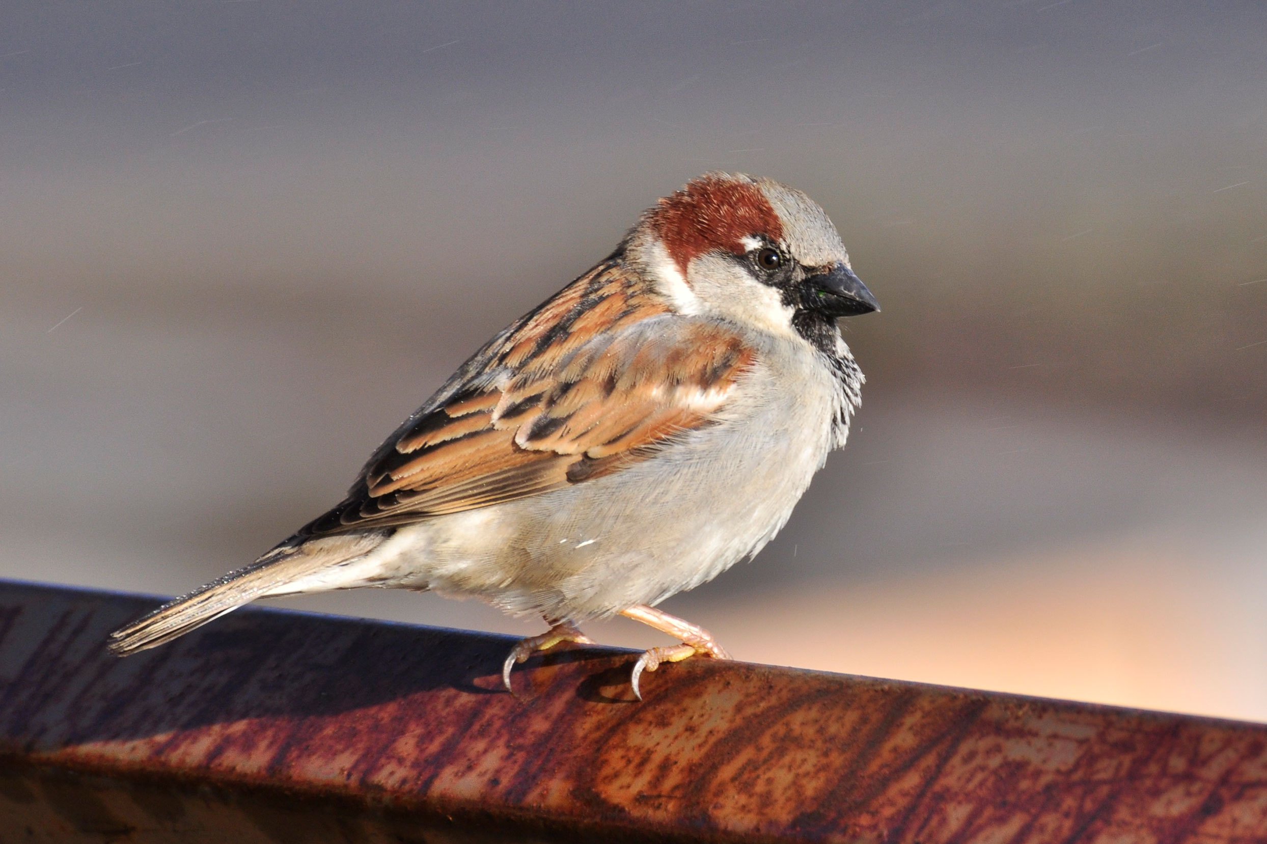 家麻雀指名亚种