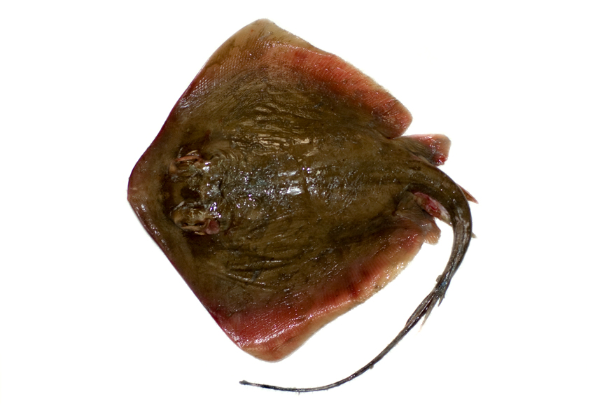 以底栖甲壳类为主要食物.属于卵胎生鱼类,一次可以产下好几尾小土魟.