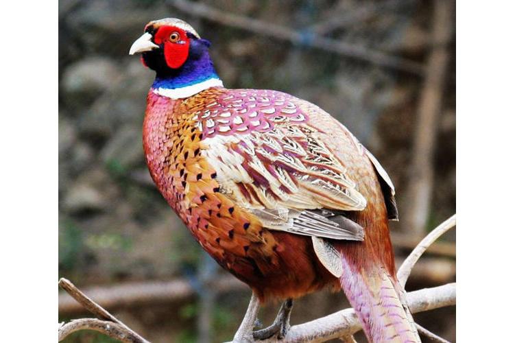 重型七彩山鸡