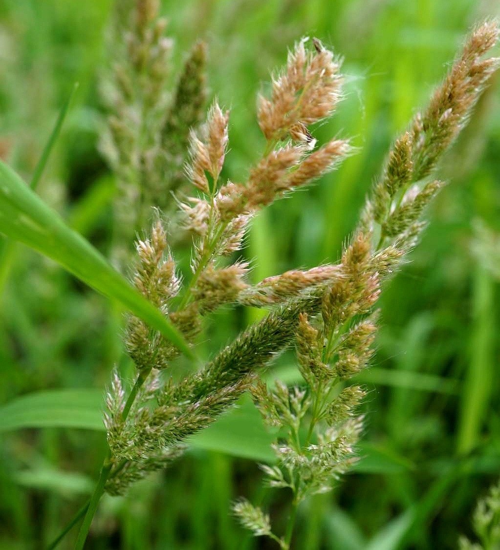  p>棒头草(学名: i>polypogon fugax /i> nees ex steud.